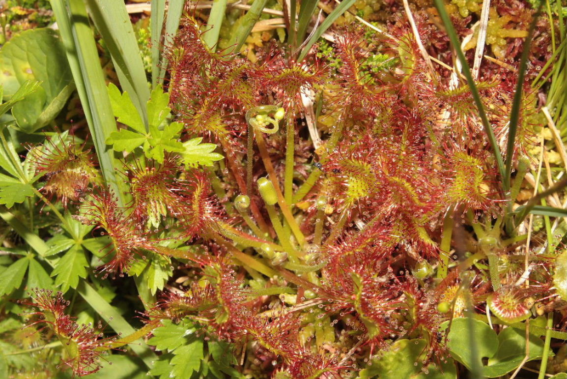 Drosera rotundifolia L.